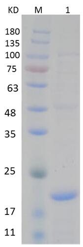 15% SDS-PAGE analysis profiles of purified PA0912-19-179 (CBB stained).